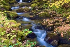 Flowing stream on green mosss