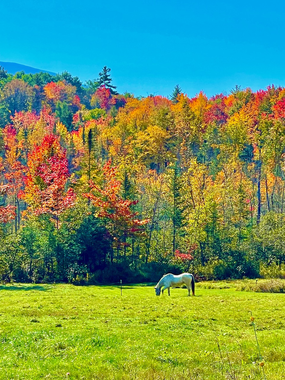Fall foliage with a horse in the filed